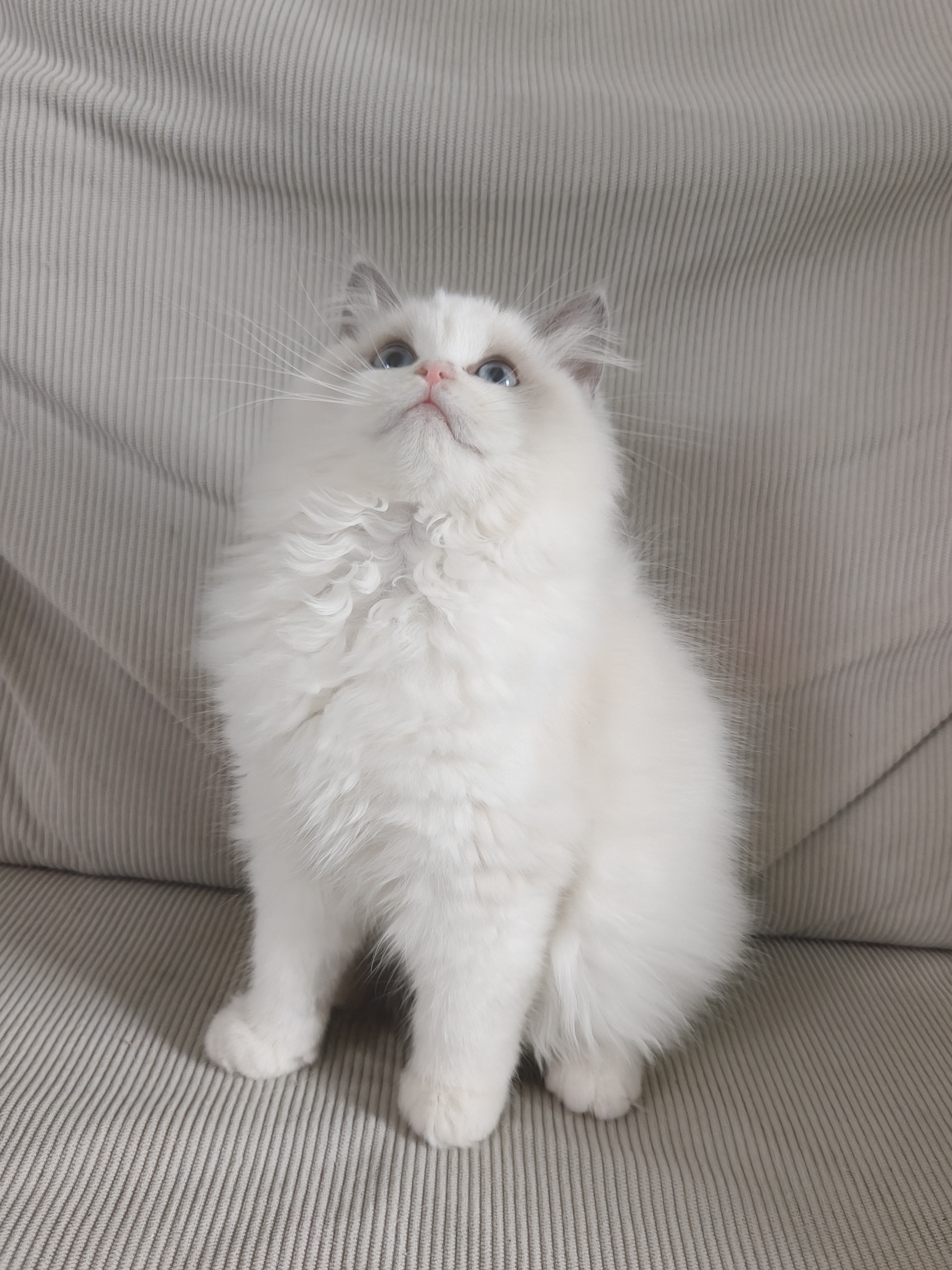 大爆毛的布偶妹妹，三个月左右了，没有尴尬期，长相特甜美，喜欢的丝我哦